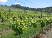 FROGMORE CREEK VINEYARD