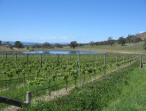 FROGMORE CREEK VINEYARD