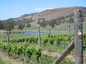 WINES